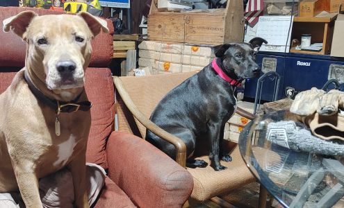 Z's Automotive Hilton