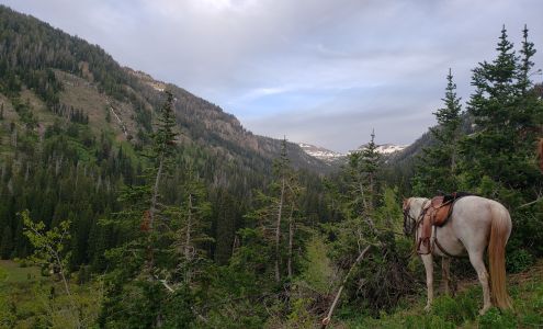 Robson Outfitters Felt