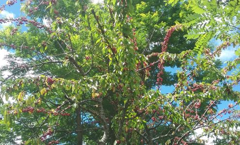 Ron's Car Care Happy Camp