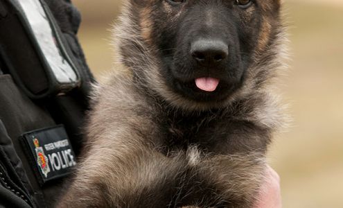 Panda Vans Inc Greentown