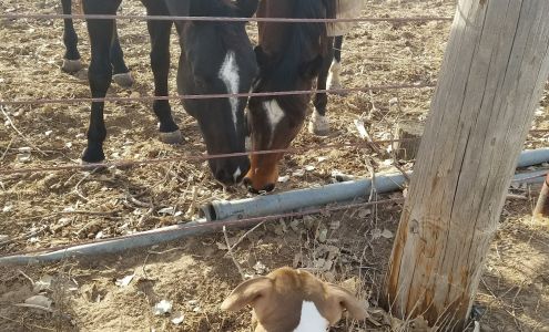 Alliance Ag & Grain Lewis