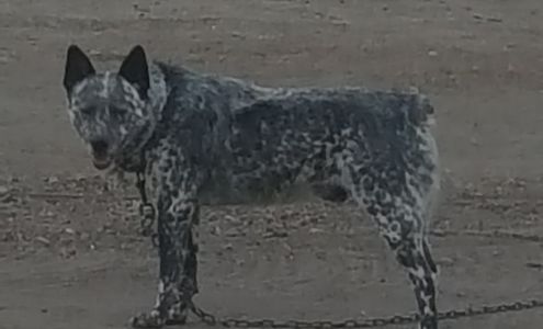 Avina's Diesel Repair Stratford