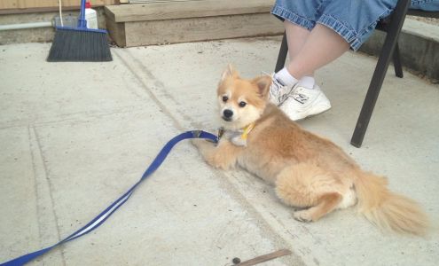 Morris Garage BELLEVILLE