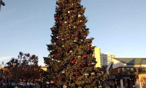 Carlton Christmas Trees Burney