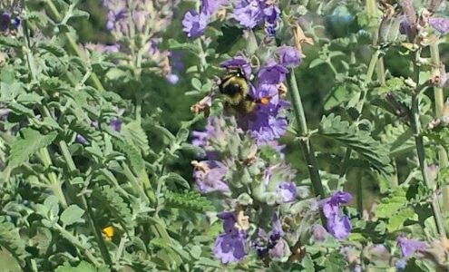 Midstate Motors Snowmass