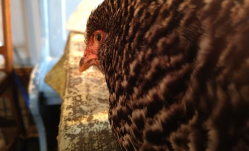 Ralph's Feed Inc Freeman