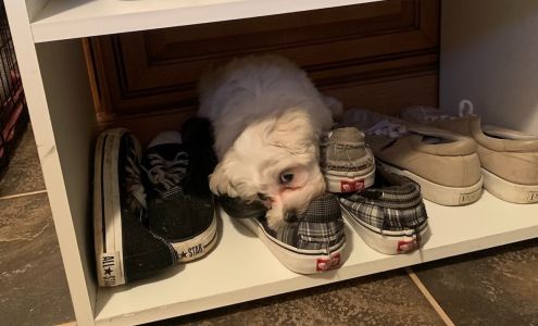 iPhone Repair Canton