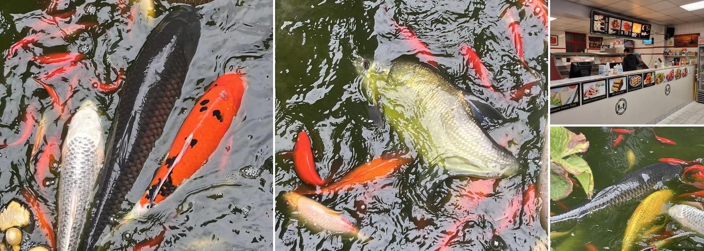 The Master Chippy Chinese take away &fish &chip