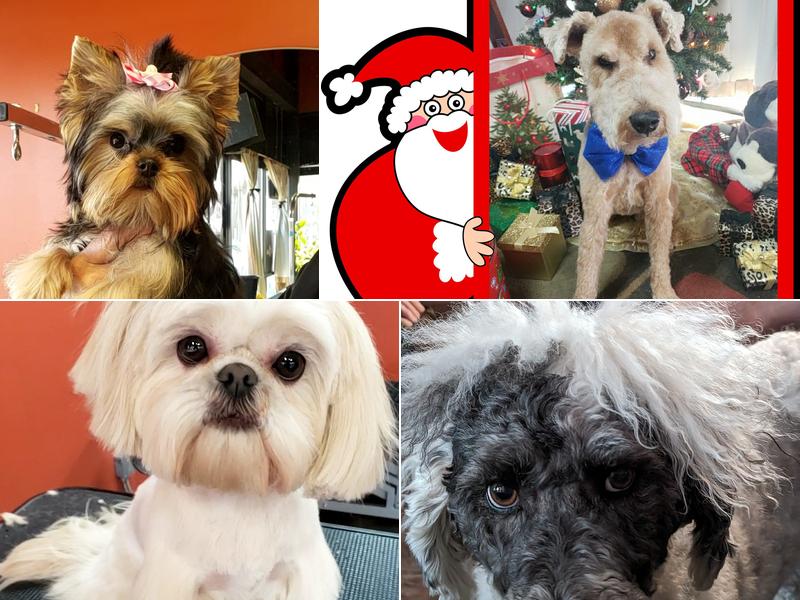 Talk To The Tail Pet Salon