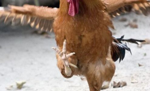 A Country Feed & Farm Supply Kimberly