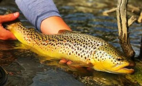 Cutthroat Fly Shop & Adventures Dubois