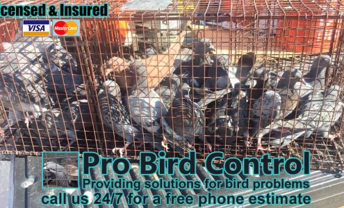Pro Bird Control Tucson
