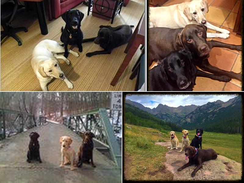 Spring Woods Accounting