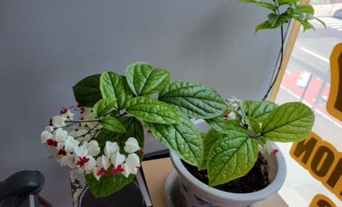 JS Pamir Accounting Tax Services Inc