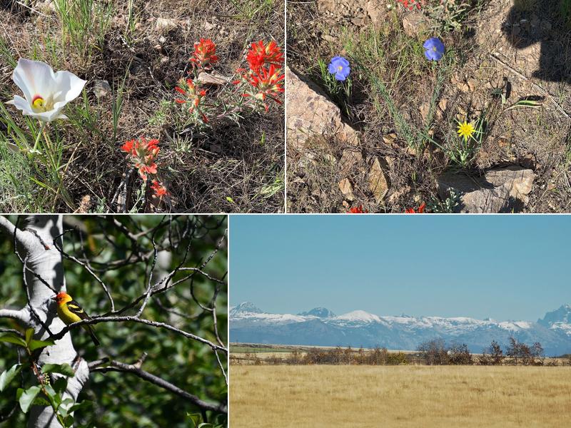 Nyle G Taylor CPA Chartered