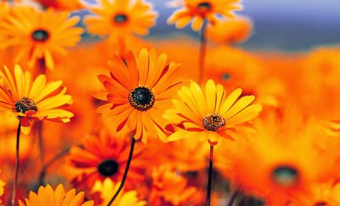 Di Carlo Tax & Accounting