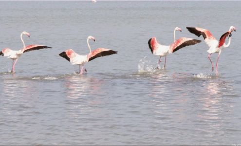 Accounting Solutions, Inc.