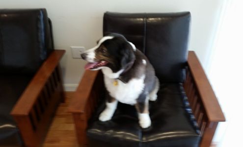 Brian I Gilpin CPA Inc