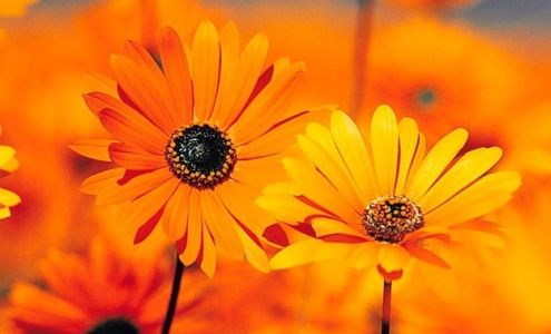 Nash & Associates Financial Services 108 Main St, Eastman Georgia 31023