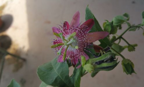 Stavinoha Tax Services Seymour