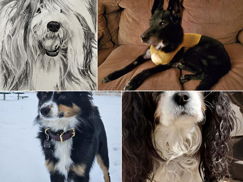 Chaparral Animal Health Center