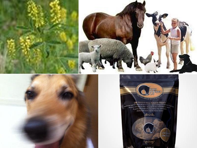 Nelson Road Veterinary Clinic: Benscheidt Steven DVM