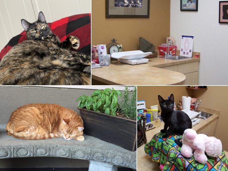 For the Love-Cats Vet Clinic