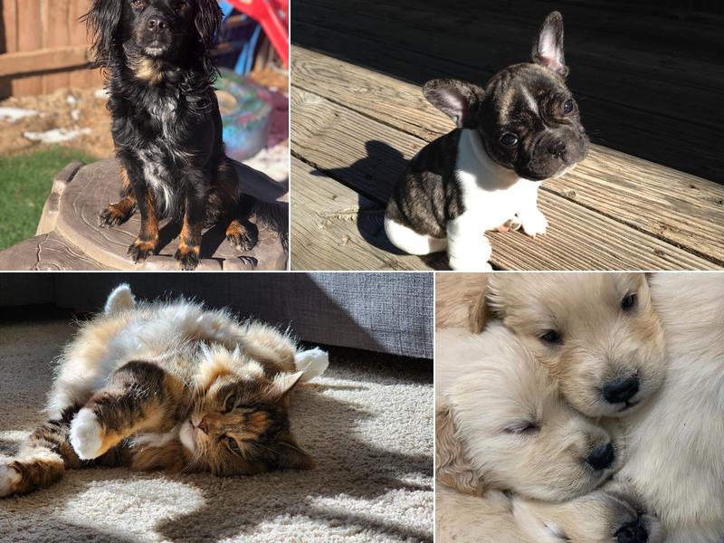 Arapahoe Animal Hospital