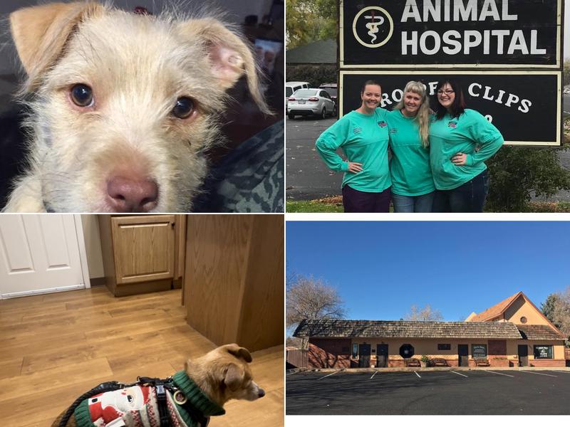 North Shore Animal Hospital