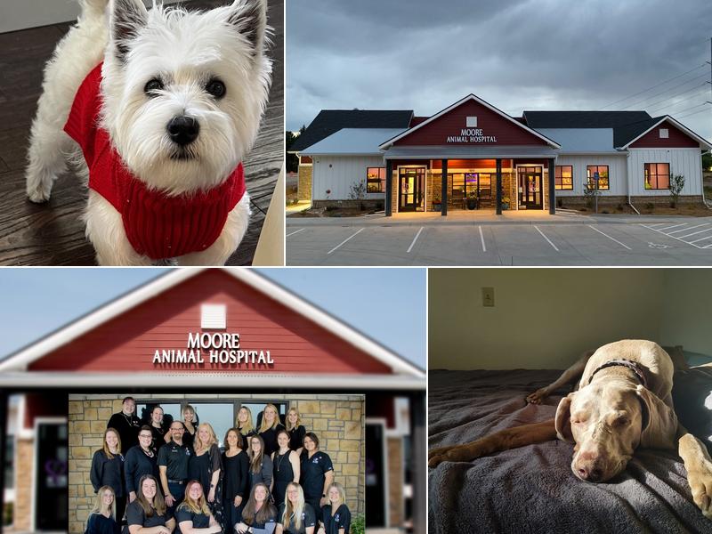Moore Animal Hospital