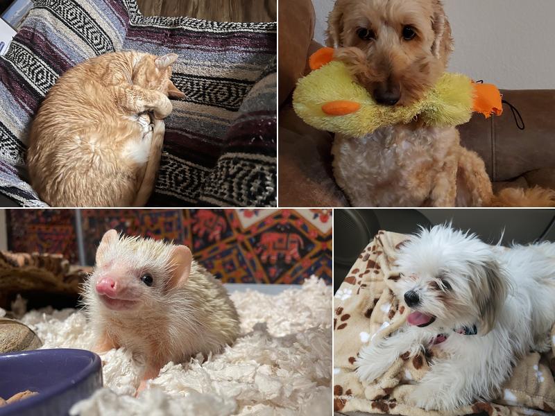 Paws 'N Claws Veterinary Clinic