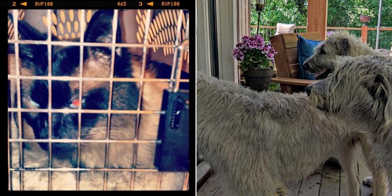 Poudre River Veterinary Clinic