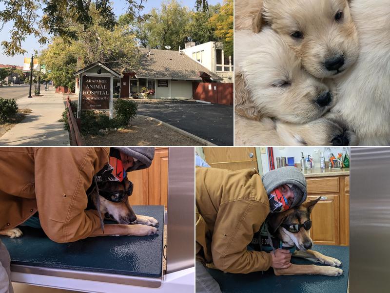 Arapahoe Animal Hospital - Downtown
