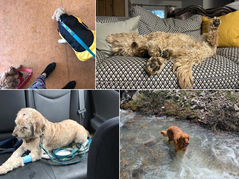 South Boulder Animal Hospital