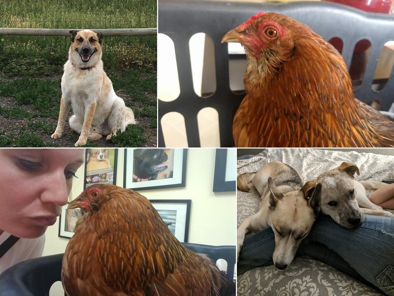 Nelson Road Veterinary Clinic