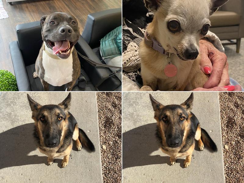 The Animal Doctor of Broomfield