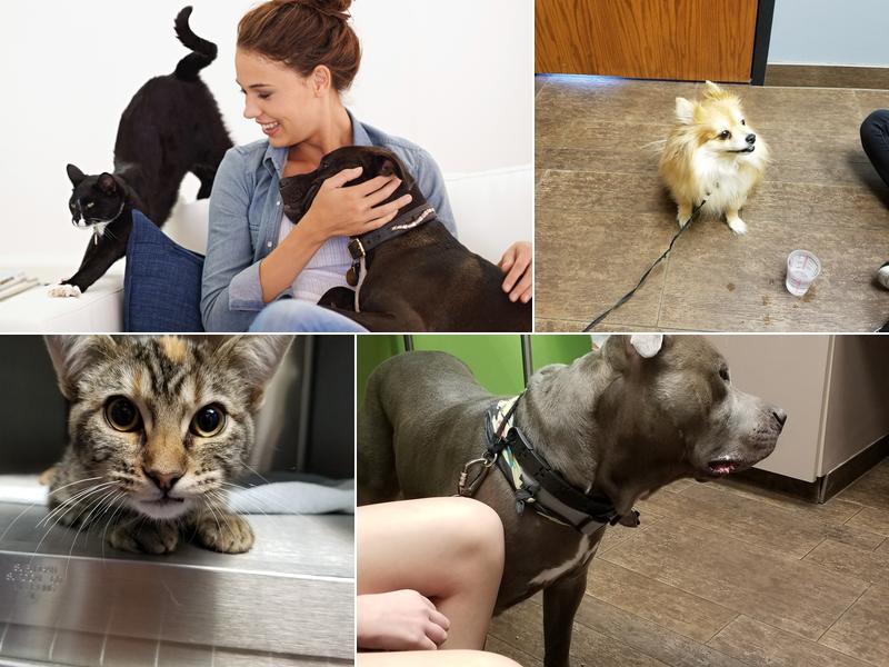 Liberty Animal Hospital