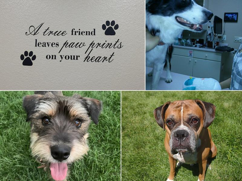 Community Pet Hospital, Washington