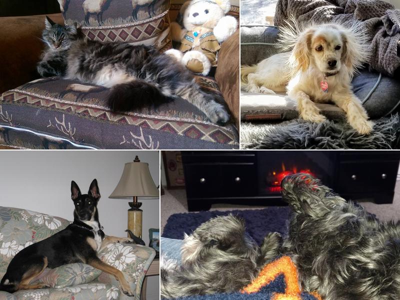 The Vets Animal Hospital