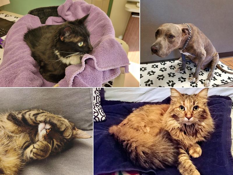 Alameda Veterinary Clinic