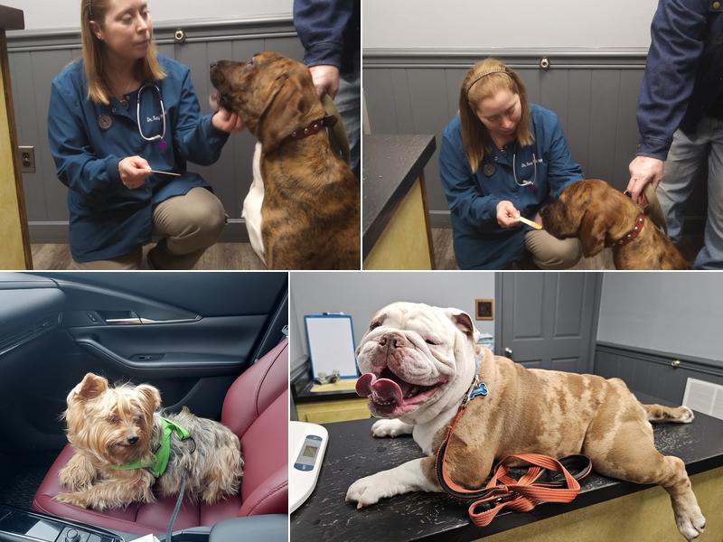 Chester Veterinary Services, LLC