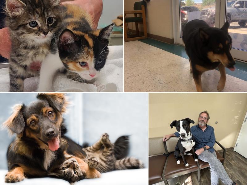 Orchard Mesa Veterinary Hospital