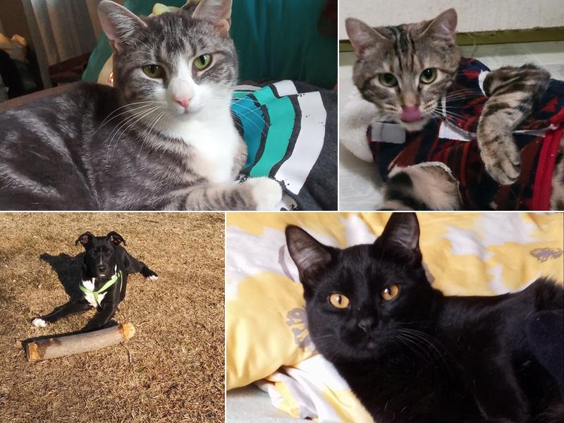 Animal Birth Control