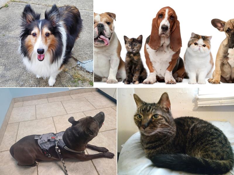 Always Compassionate Veterinary Care