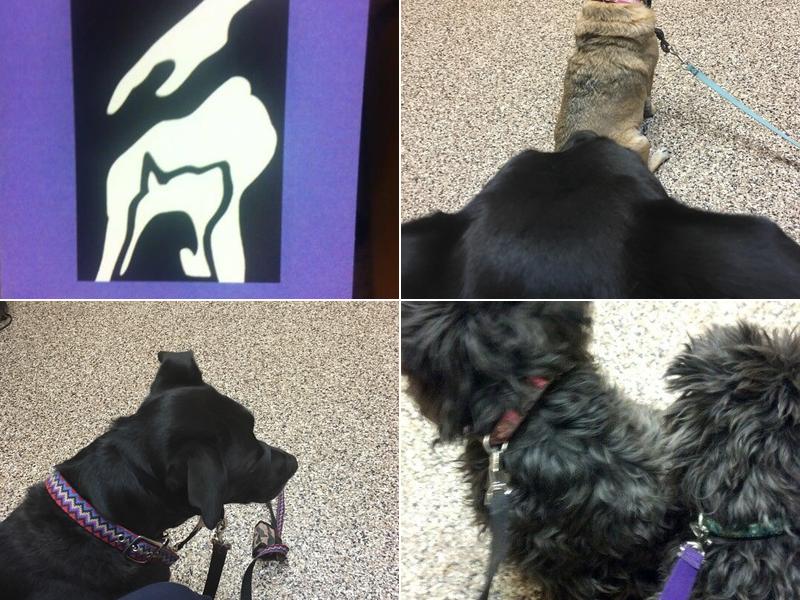 David Swieckowski, D.V.M.