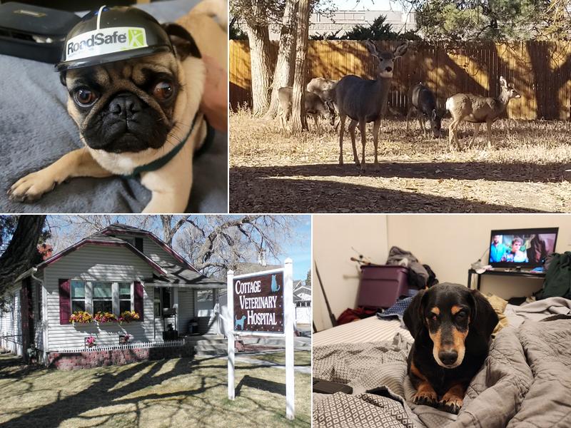 Cottage Veterinary Hospital