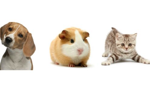 Broadway Estates Veterinary Clinic