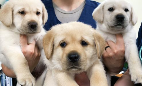 Dundee Animal Hospital