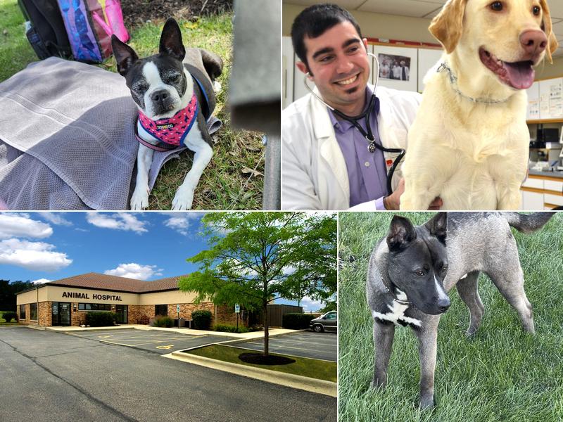 Dundee Animal Hospital of Algonquin