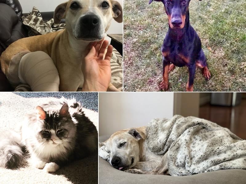 St. Charles Veterinary Clinic: Dr. Kim Labak